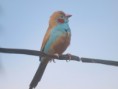 /album/photogallery/red-cheeked-cordon-bluer-at-easy-time-jpg/
